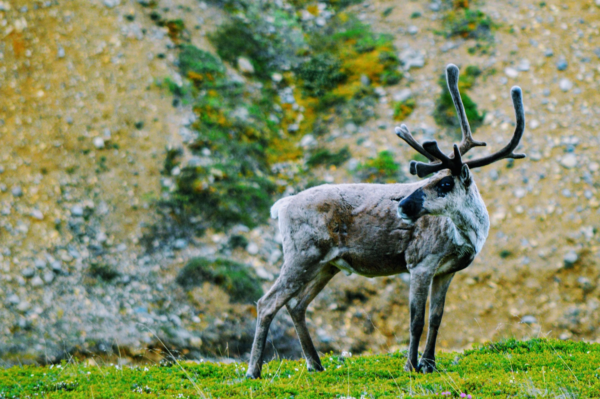 pixabay Alaska 16