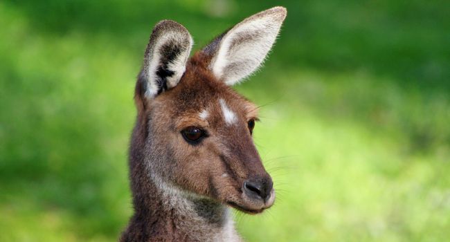 Australien & Neuseeland