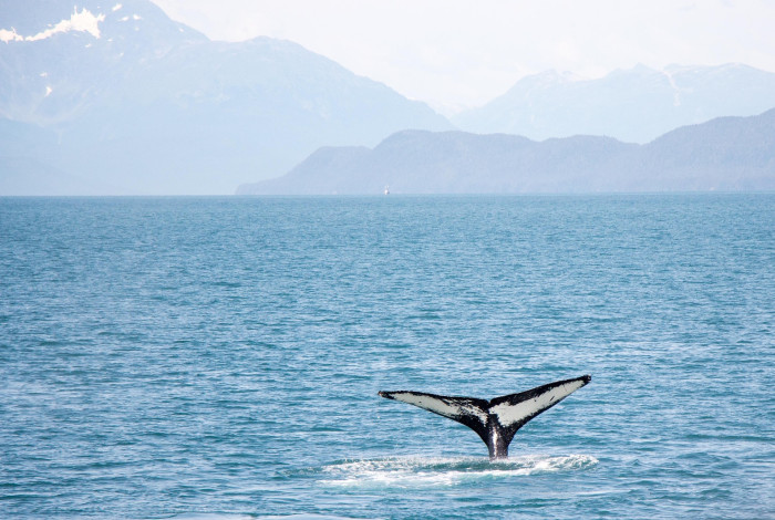pixabay Alaska 30