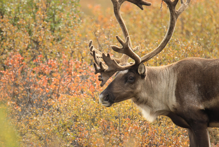 pixabay Alaska 32