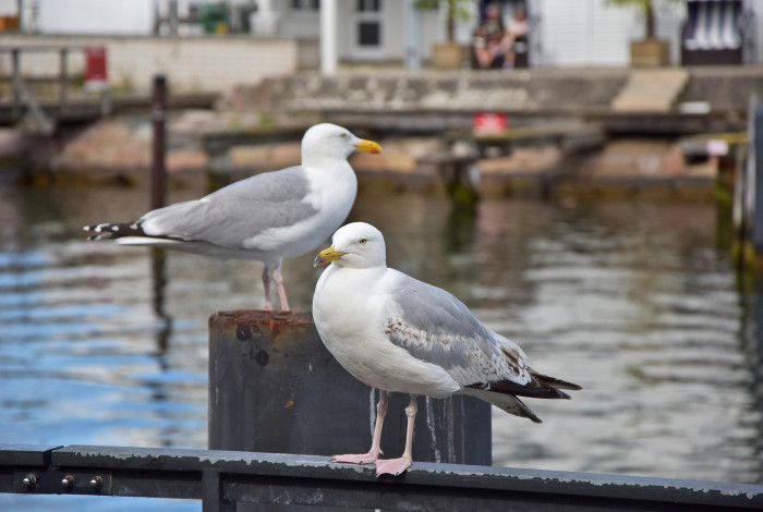 pixabay Mecklenburg-Vorpommern 29