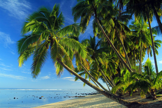 Strand und Palmen