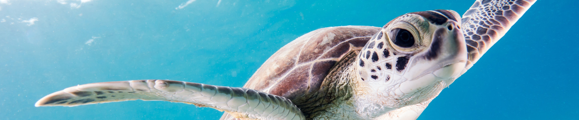Sea_Turtle_2026-06-18_08-17-41