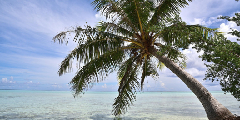 Palme am Strand von Bora Bora