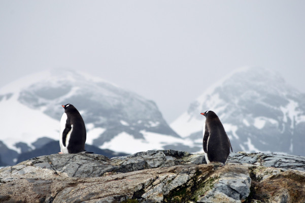 Pinguine